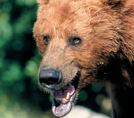 Księga Dżungli – „Grizzly Man“